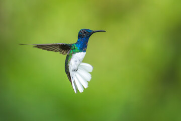 Beautiful White-necked Jacobin hummingbird, Florisuga mellivora, hovering in the air with green and yellow background. Best humminbird of Ecuador.