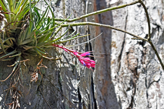 Epiphytic plant flower (Tillandsia stricta) on tree