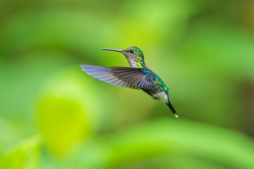 Beautiful female White-necked Jacobin hummingbird, Florisuga mellivora, hovering in the air with...