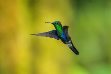 Obraz premium Green Crowned Woodnymph - Thalurania colombica hummingbird family Trochilidae, found in Belize and Guatemala to Peru, blue and green shiny bird flying on the colorful flowers background. 