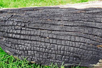 Burnt tree trunk over the grass