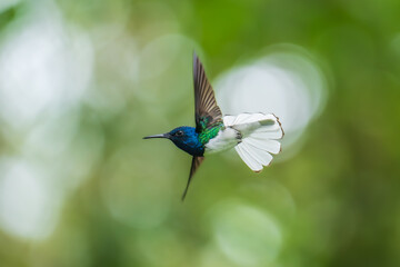 Beautiful White-necked Jacobin hummingbird, Florisuga mellivora, hovering in the air with green and yellow background. Best humminbird of Ecuador.