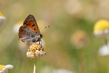 A small copper, American copper, or common copper butterfly sitting on a dry flower.