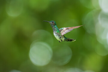 Beautiful female White-necked Jacobin hummingbird, Florisuga mellivora, hovering in the air with green and yellow background. Best humminbird of Ecuador.