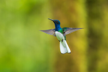 Fototapeta premium Beautiful White-necked Jacobin hummingbird, Florisuga mellivora, hovering in the air with green and yellow background. Best humminbird of Ecuador.