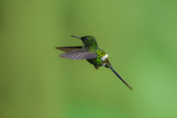 Fototapeta premium Green Thorntail - Best humminbirds, Discosura conversii small hummingbird in the brilliants, tribe Lesbiini of subfamily Lesbiinae, green bird found in Colombia, Costa Rica, Ecuador and Panama.