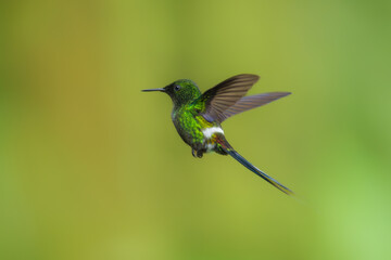 Green Thorntail - Best humminbirds, Discosura conversii small hummingbird in the brilliants, tribe Lesbiini of subfamily Lesbiinae, green bird found in Colombia, Costa Rica, Ecuador and Panama.