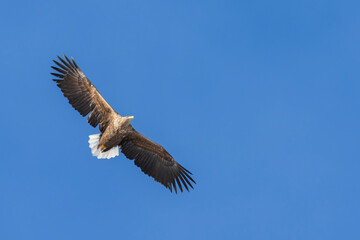 Obraz premium White-tailed eagle (Haliaeetus albicilla)