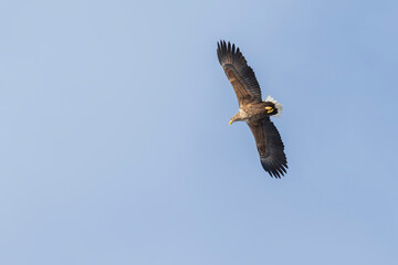 White-tailed eagle (Haliaeetus albicilla)