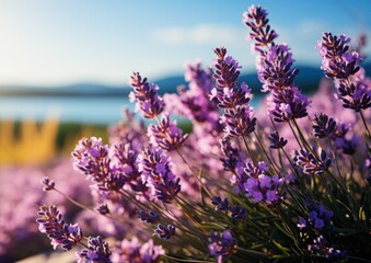 Lavender flowers blooming abundantly in a field under sunlight - obrazy, fototapety, plakaty