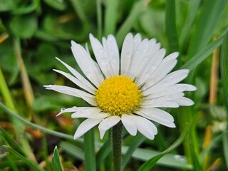 Small chamomile on the background of the lawn close-up