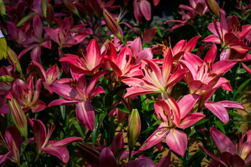 Beautiful pink lily flower in garden, pink flower