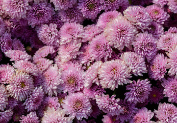 bouquet of pink Chrysanthemum flower oin garden, flower background