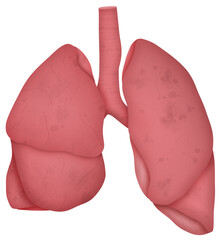 Lung 