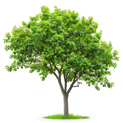 Isolated Tree, Standing Alone, Majestic and Serene