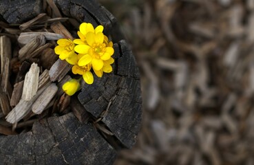  vibrant yellow flowers emerging from center of aged, weathered wooden stump, blurred wood chips in...