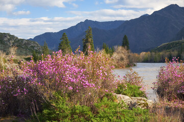Rhododendron dauricum bushes with flowers near Altai river Katun. - 778241944
