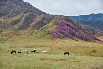 Herd of horses grazing in mountains. Mountain slopes are in blossom and covered by Rhododendron dauricum bushes with flowers.