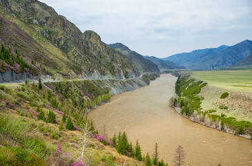 Altai river Katun and Chuya Highway in Spring.  Mountain slopes are covered by Rhododendron dauricum with flowers. - 778242161