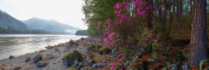 Photo panorama of Altai Spring landscape with Rhododendron dauricum with flowers over river Katun. - 778242331