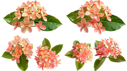 ixora flowers isolated on a transparent background. This tropical bloom showcases its natural beauty in a top view flat lay composition suitable for botanical design