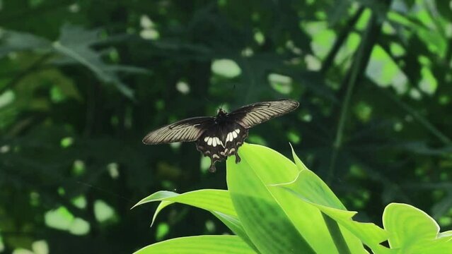 The common rose butterfly Pachliopta aristolochiae is a swallowtail butterfly belonging to the genus Pachliopta, the rose, or red-bodied swallowtail. It is a common butterfly widely distributed in Sou