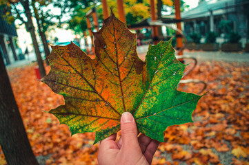 leaf in hand