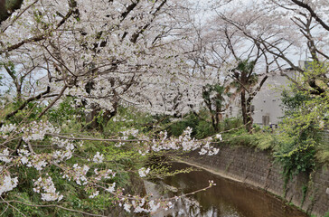 川沿いの桜