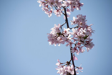 枝垂れ桜