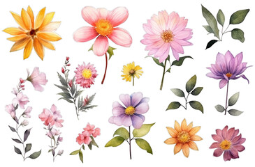 Illustration watercolor Floral in Garden, wildflower, colorful flowers, on transparent background with png file. Cut out background.