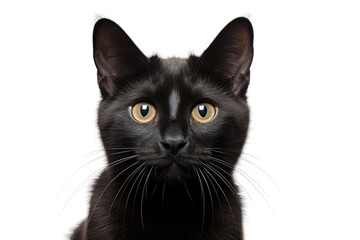Midnight Gaze: A Portrait of a Mysterious Black Cat With Yellow Eyes. White or PNG Transparent Background. - obrazy, fototapety, plakaty
