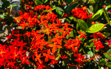 Red orange yellow flowers plants in tropical forest nature Mexico.