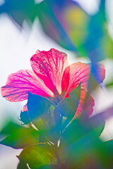 colorful hibiscus flowers in summer
