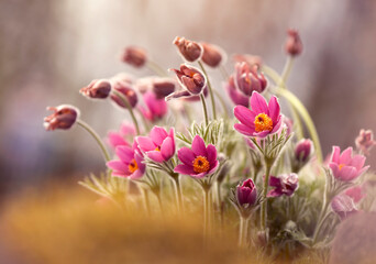 Obraz premium Wiosenne kwiaty. Sasanki, tapeta, dekoracja. 