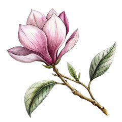 A pink magnolia flower is the central focus, with its petals gently overlapped and the interior gradient softly blending from white to a deeper pink