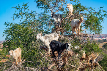 Argan trees and the goats on the way between Marrakesh and Essaouira in Morocco.Argan Oil is...