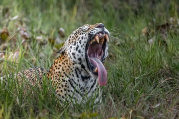 Jaguar yawn
