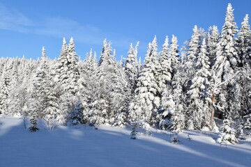 A snowy forest after the storm, Québec, Canada