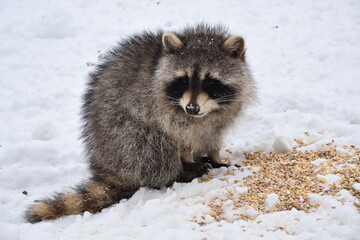 A raccoon in the spring, Sainte-Apolline, Québec, Canada