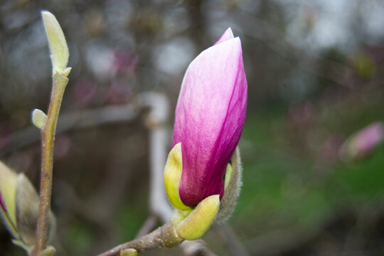 Pink magnolia bud