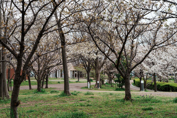 満開の桜