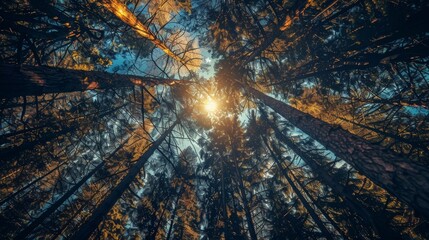 look up in forest