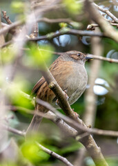 Dunnock (Prunella modularis) - Found across Europe and parts of Asia
