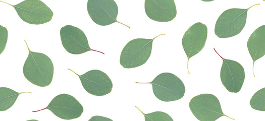 Eucalyptus leaves seamless pattern isolated on white background. © Tania