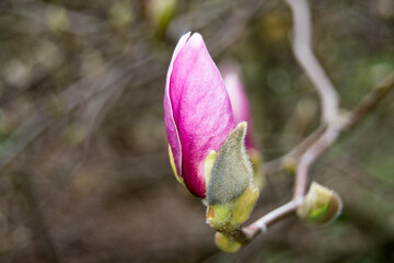 Fototapeta premium magnolia flower bud pink colour 