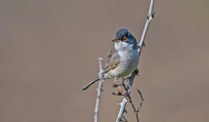 Menetries's Warbler (Sylvia mystacea) lives in gardens and open wooded areas in the southeastern...