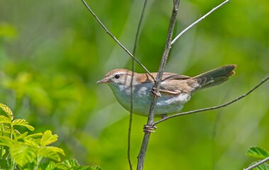 Cetti's Warbler (Cettia cetti) is a songbird that lives in bush areas. It occurs in suitable habitats in Asia, Europe and Africa.