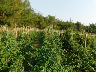 Green bitter melon, Bitter gourd or Bitter squash hanging from a tree on a vegetable farm. Fresh...