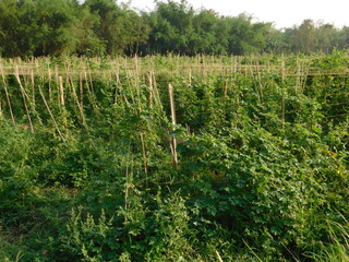 Green bitter melon, Bitter gourd or Bitter squash hanging from a tree on a vegetable farm. Fresh...
