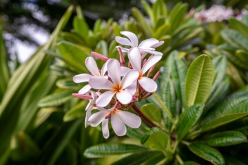 Obraz na płótnie Canvas Beautiful pink and white plumeria blossoms adorn the trees on the island of Kauai, Hawaii, USA